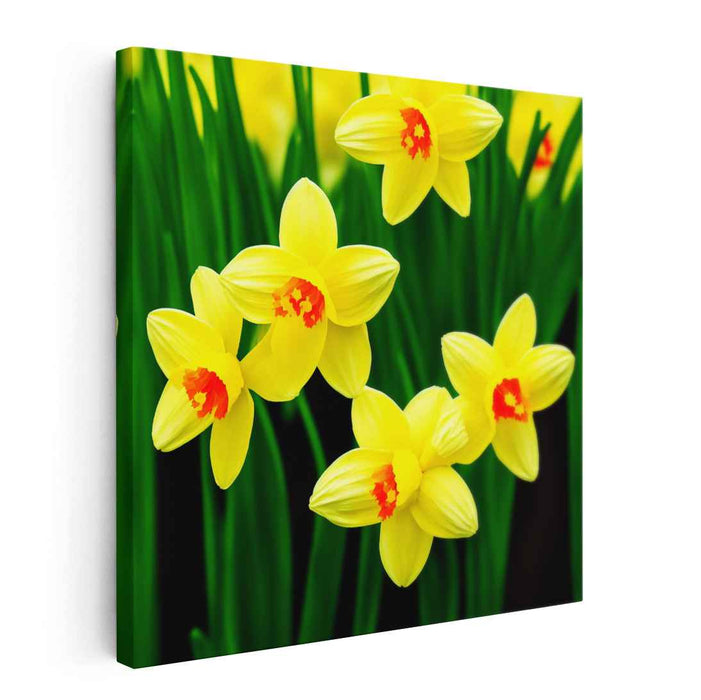 Acrylic Daffodils #001
