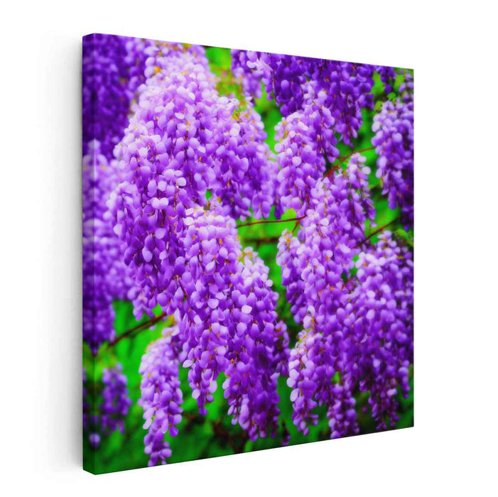 Wisteria Realism: Realistic Wisteria Blossoms Canvas Art Print