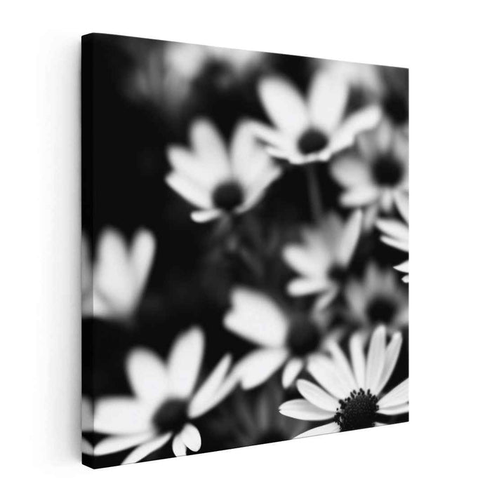 Monochromatic Petal Symphony: Black and White Daisies in Bloom