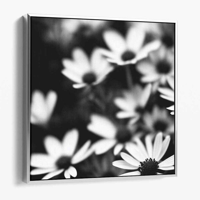 Monochromatic Petal Symphony: Black and White Daisies in Bloom