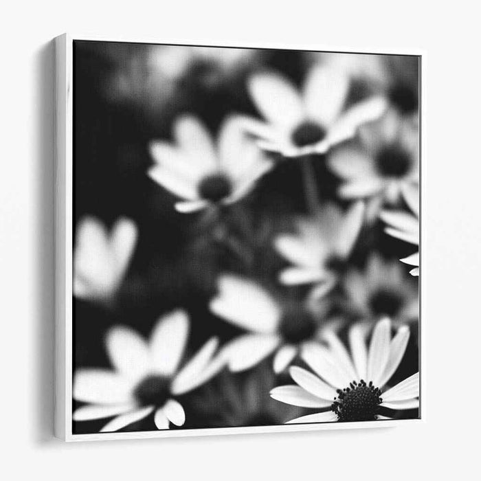 Monochromatic Petal Symphony: Black and White Daisies in Bloom