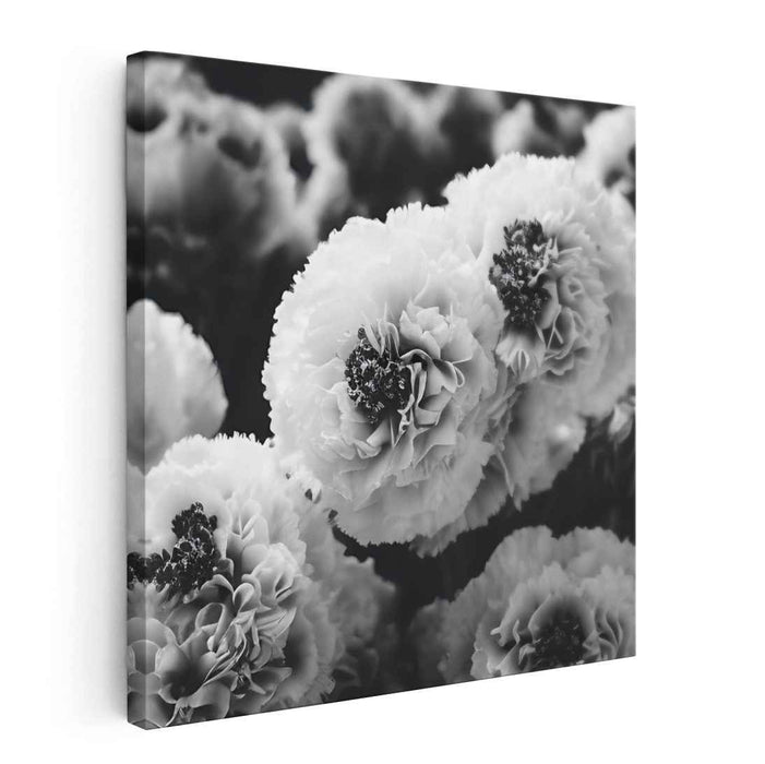 Black And White Photography Carnations #008