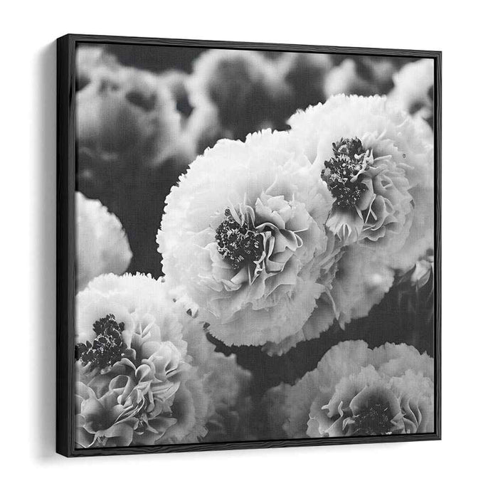 Black And White Photography Carnations #008