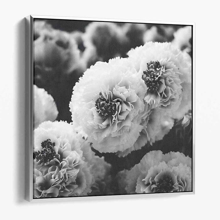 Black And White Photography Carnations #008