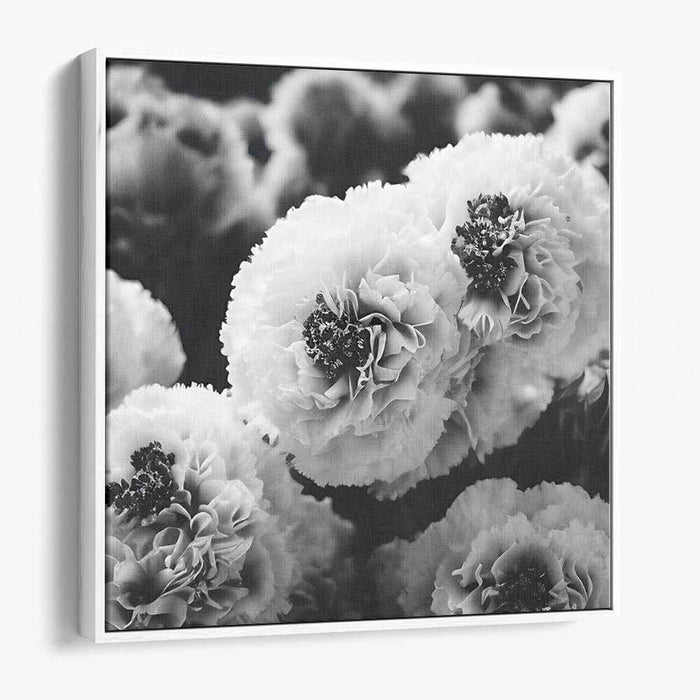 Black And White Photography Carnations #008