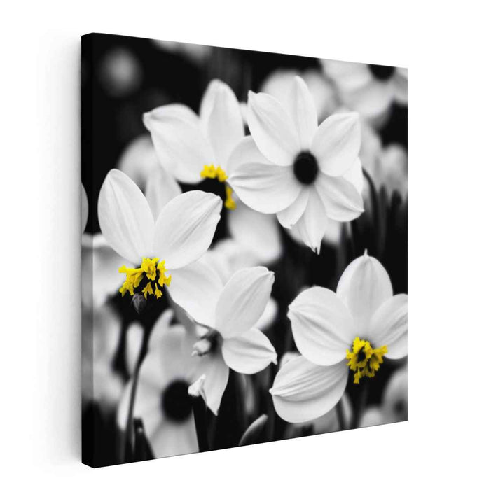 Pure Petal Radiance: Elegant White Flowers with Yellow Centers Canvas Art Print