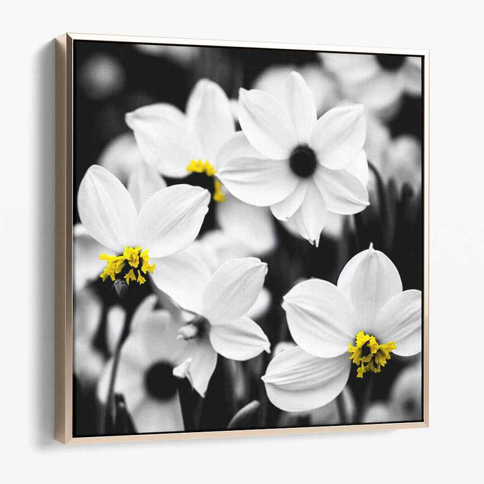 Pure Petal Radiance: Elegant White Flowers with Yellow Centers Canvas Art Print