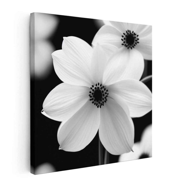 Elegant Monochrome Blossoms: Contemporary Daisy Floral Canvas Art