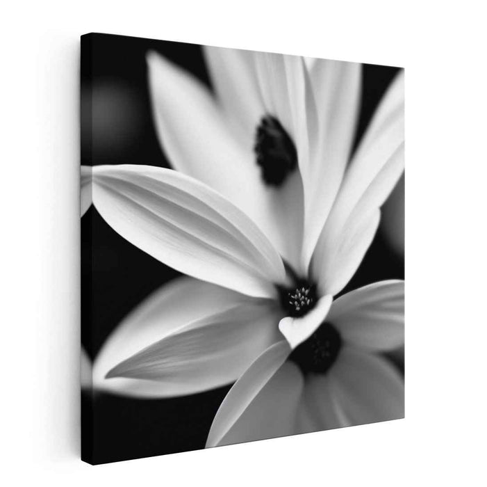 Black and White Daffodils #008