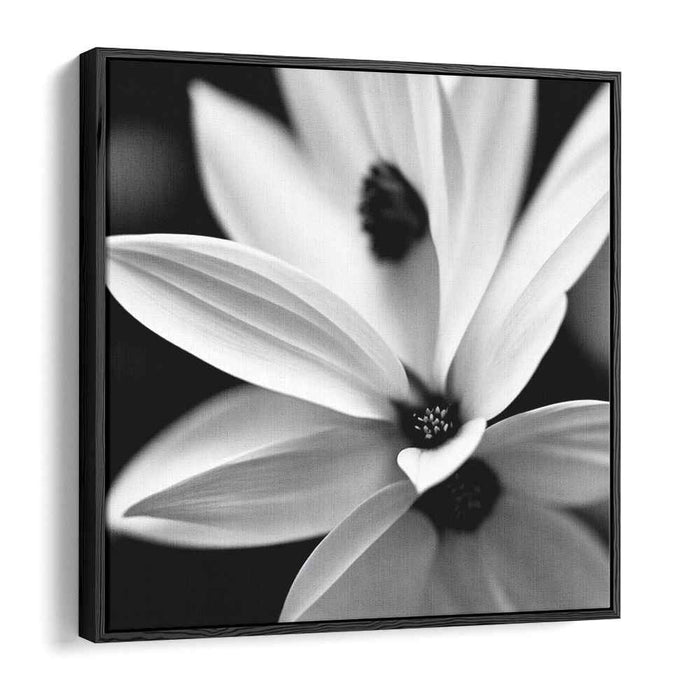 Black and White Daffodils #008