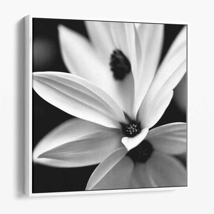 Black and White Daffodils #008