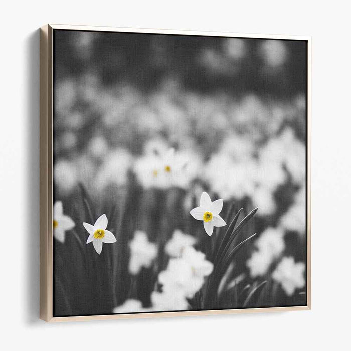 Sunlit Elegance: Realistic White Daffodils with Yellow Centers Canvas Art Print