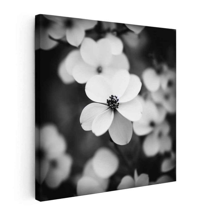 Black and White Dogwood #002