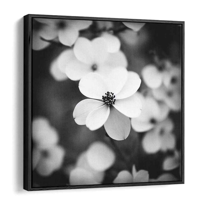 Black and White Dogwood #002