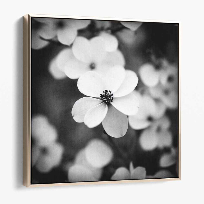 Black and White Dogwood #002