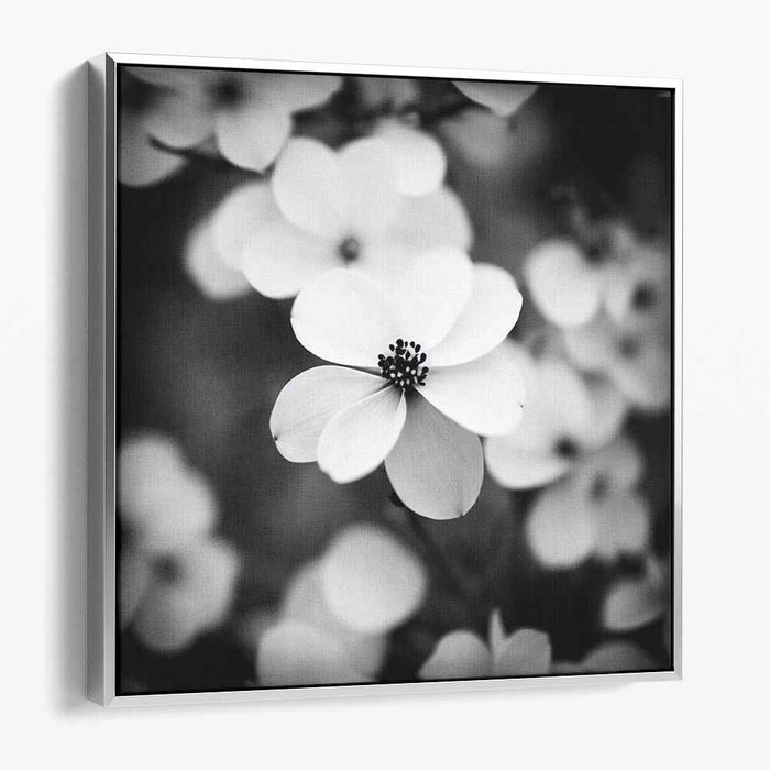 Black and White Dogwood #002
