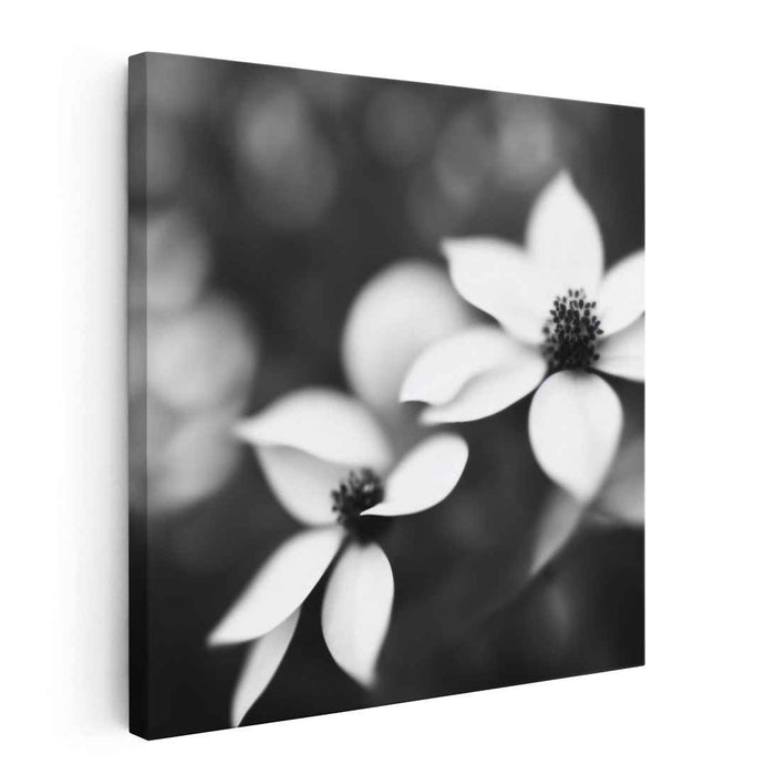 Black and White Dogwood #003