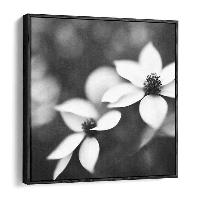 Black and White Dogwood #003
