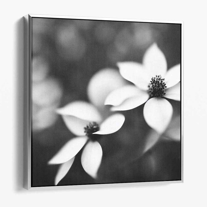 Black and White Dogwood #003