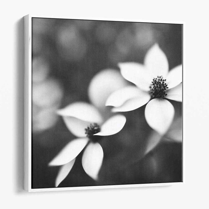 Black and White Dogwood #003