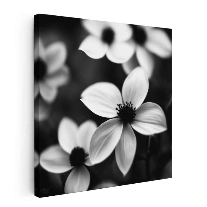 Monochromatic Petal Portraits: Black and White Floral Photography