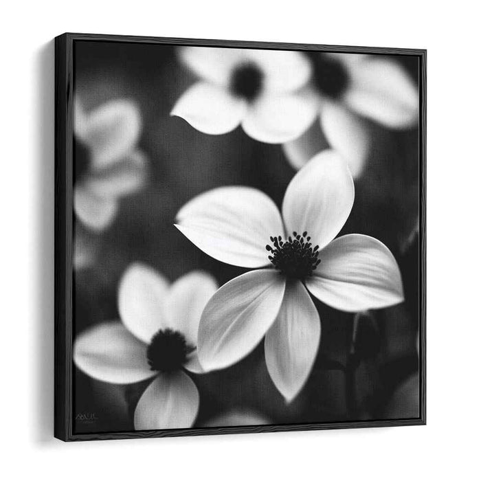 Monochromatic Petal Portraits: Black and White Floral Photography