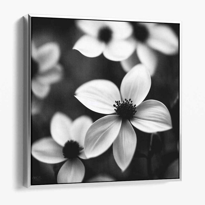 Monochromatic Petal Portraits: Black and White Floral Photography