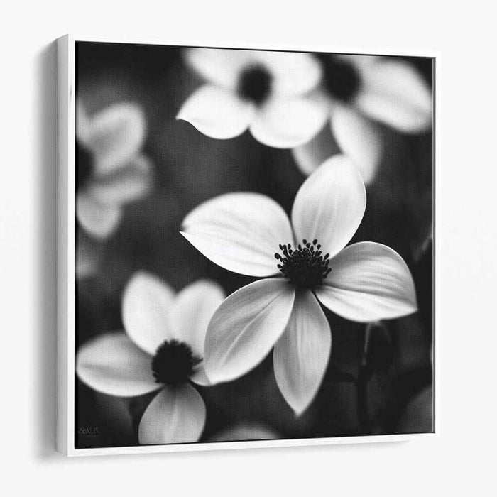 Monochromatic Petal Portraits: Black and White Floral Photography