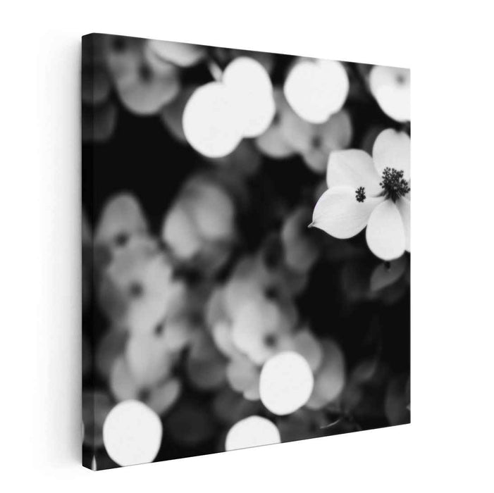 Black and White Dogwood #005