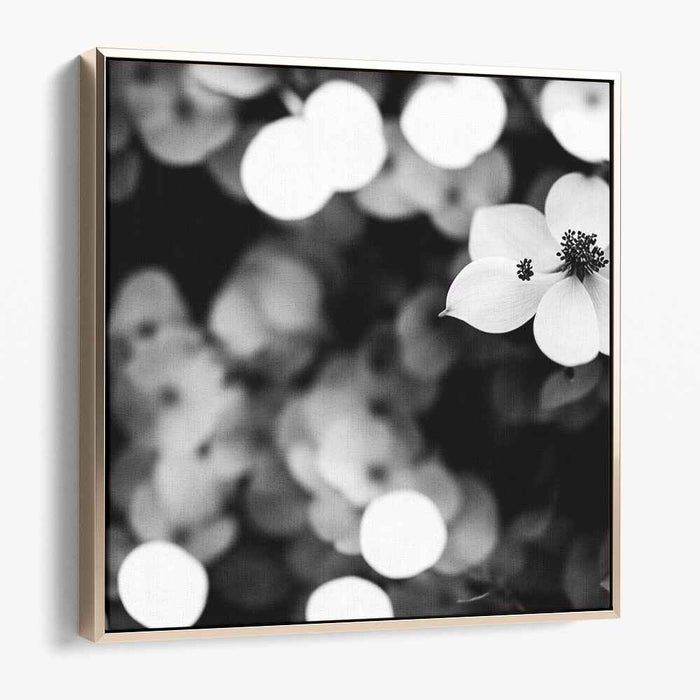 Black and White Dogwood #005