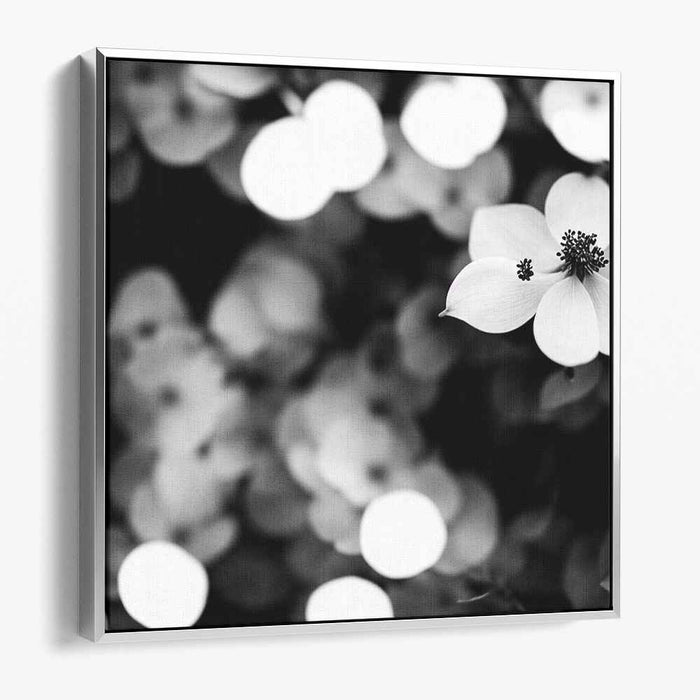Black and White Dogwood #005
