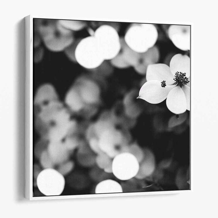 Black and White Dogwood #005