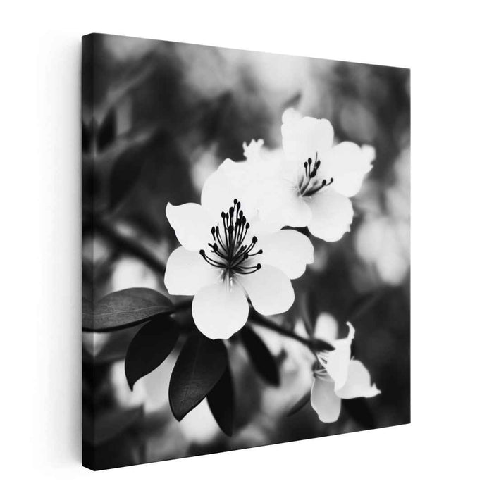 Black and White Rhododendron #003