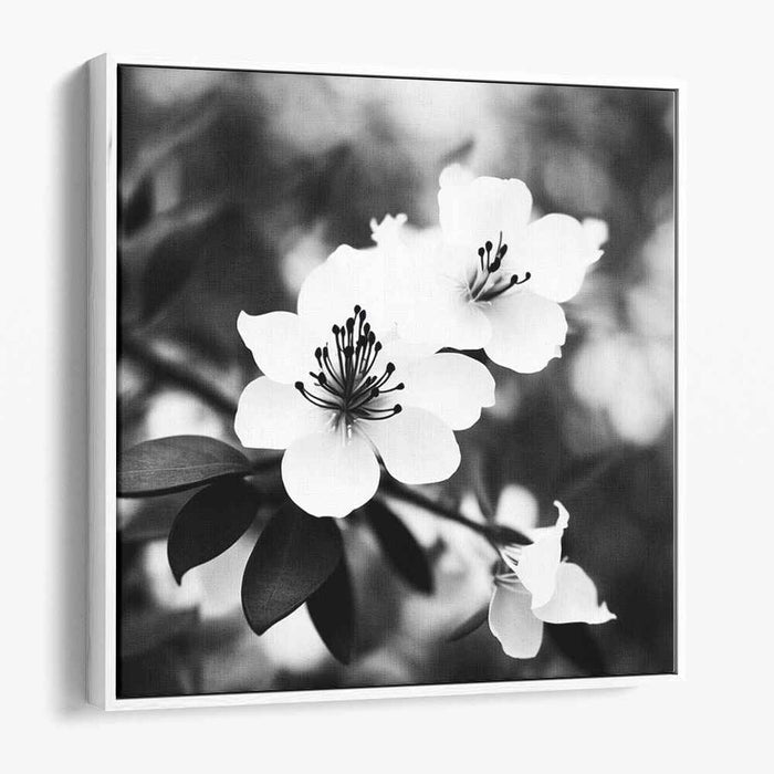 Black and White Rhododendron #003