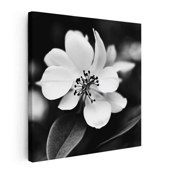 Monochromatic Petal Impressions: Monochrome Floral Elegance Canvas Art Print