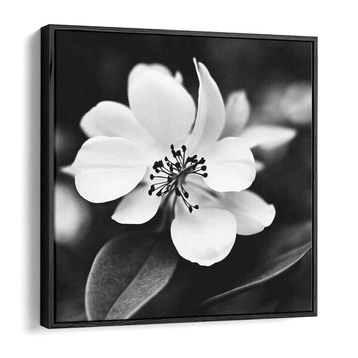 Monochromatic Petal Impressions: Monochrome Floral Elegance Canvas Art Print