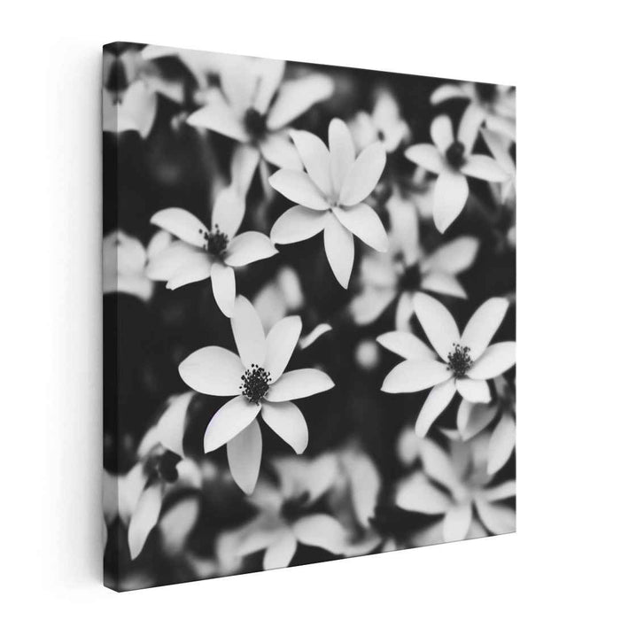 Blossom Melody Echoes: Monochrome Floral Symphony Canvas Art Print