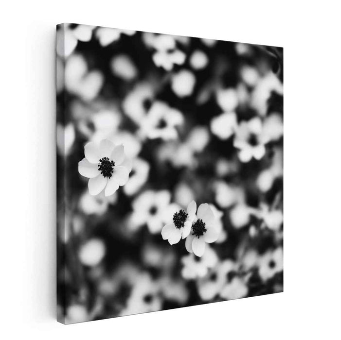 Petals in Monochrome: Monochrome Floral Canvas Art