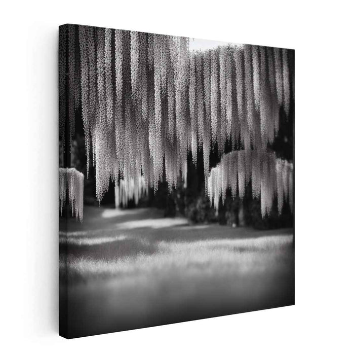 Whispers Of Violet Shadows: Monochrome Wisteria Canopy Canvas Art Print