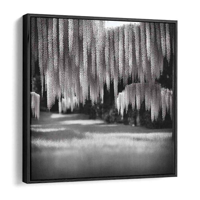 Whispers Of Violet Shadows: Monochrome Wisteria Canopy Canvas Art Print