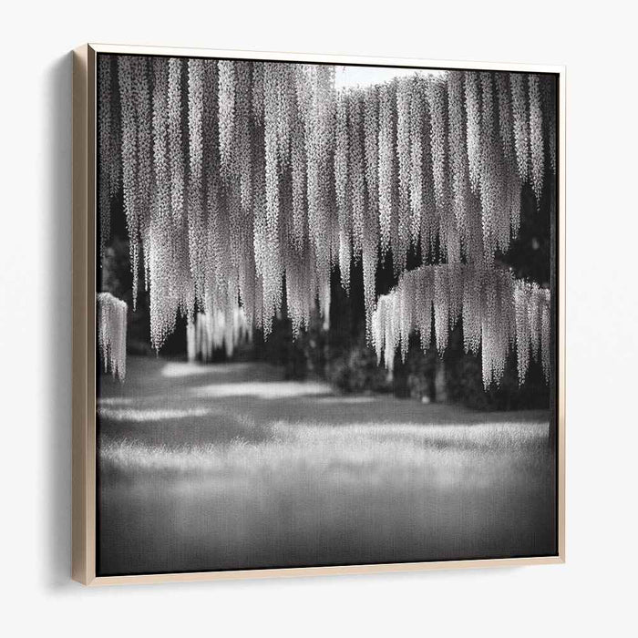 Whispers Of Violet Shadows: Monochrome Wisteria Canopy Canvas Art Print