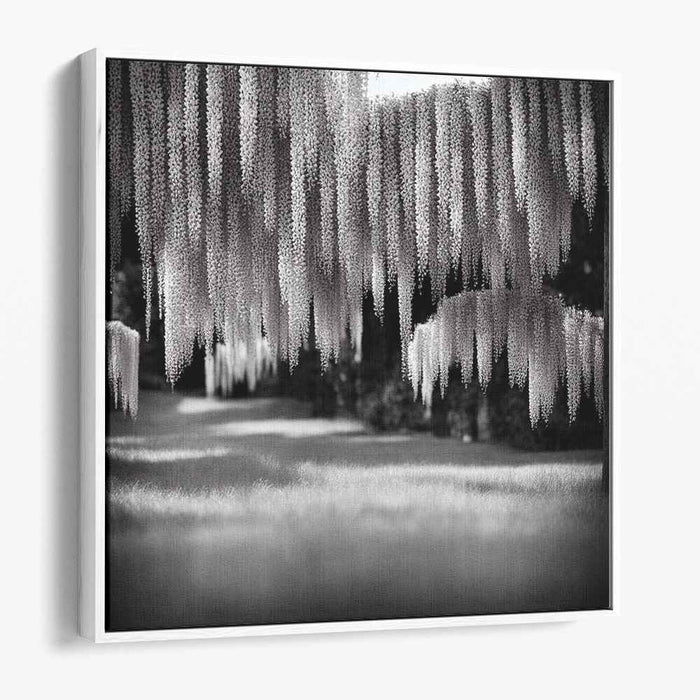 Whispers Of Violet Shadows: Monochrome Wisteria Canopy Canvas Art Print