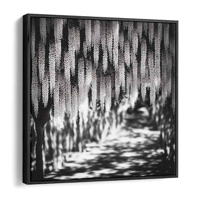 Black and White Wisteria #007