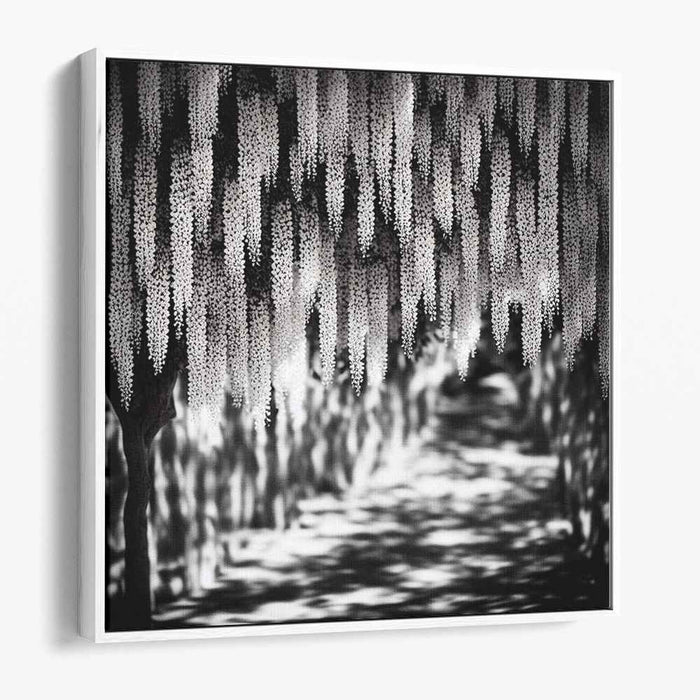 Black and White Wisteria #007