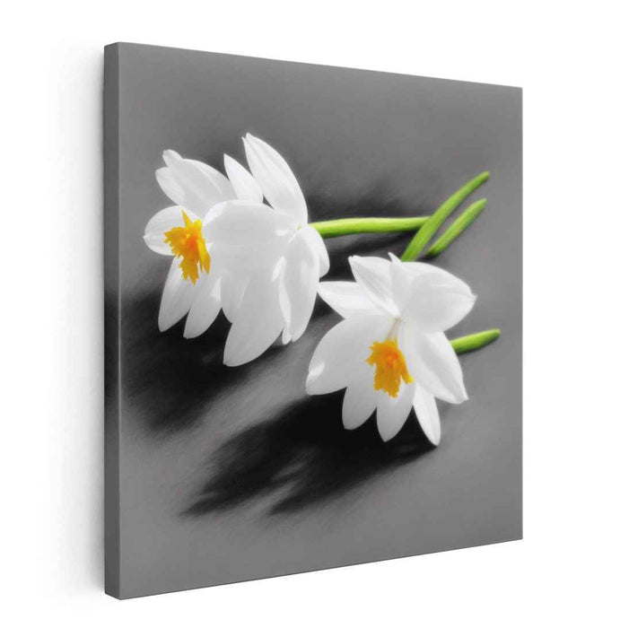 Whispers of Winter Blooms: White Daffodils on Grey Canvas Art Print