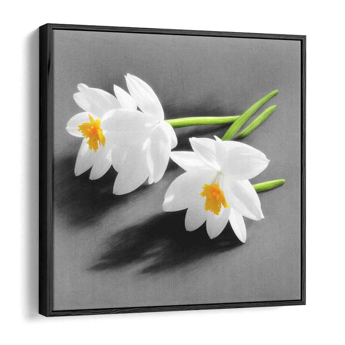 Whispers of Winter Blooms: White Daffodils on Grey Canvas Art Print