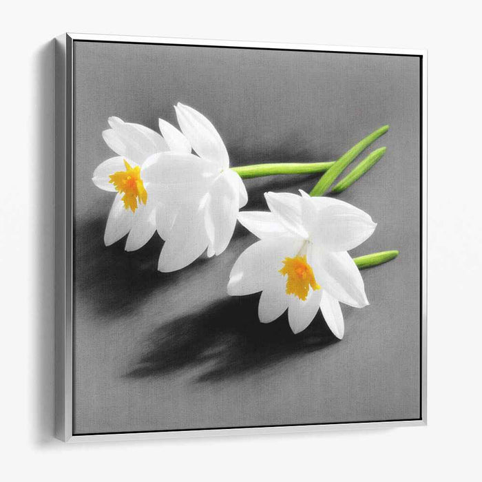 Whispers of Winter Blooms: White Daffodils on Grey Canvas Art Print