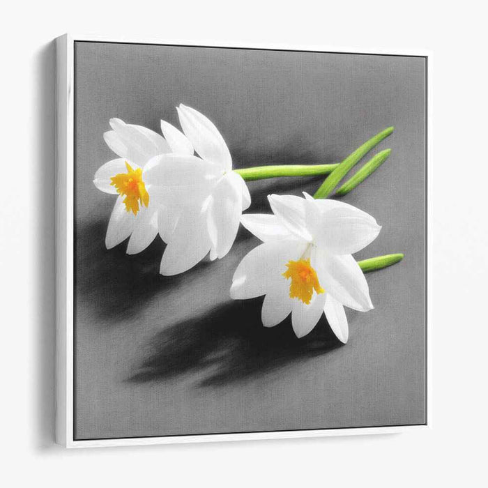 Whispers of Winter Blooms: White Daffodils on Grey Canvas Art Print