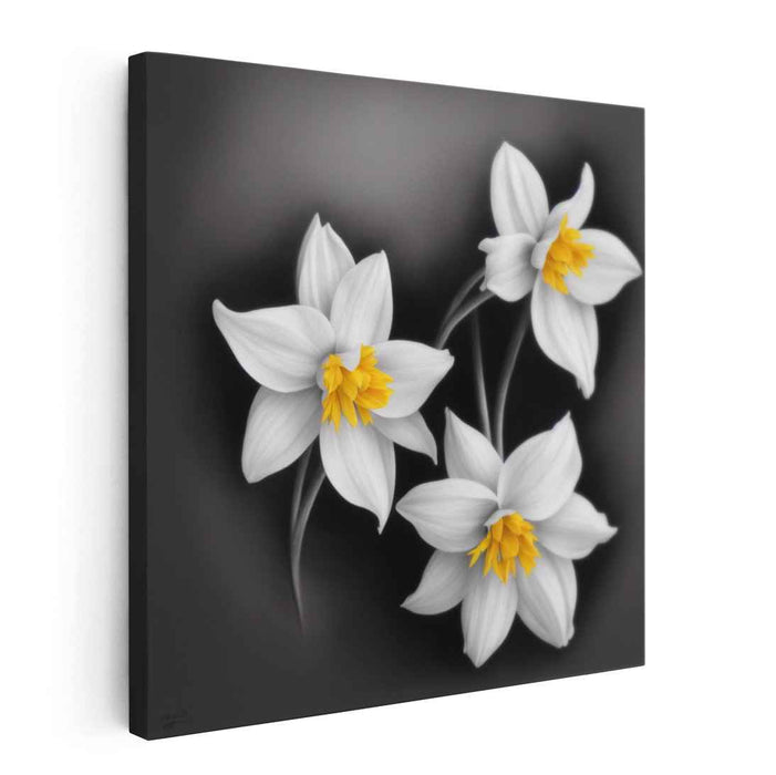 Charcoal Daffodils #003