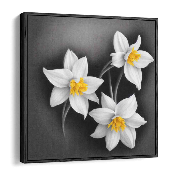 Charcoal Daffodils #003